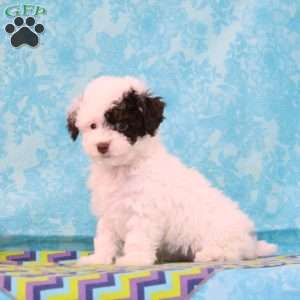 Chocolate, Toy Poodle Puppy